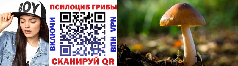 Галлюциногенные грибы мицелий  кракен ONION  Буйнакск  цены наркотик 